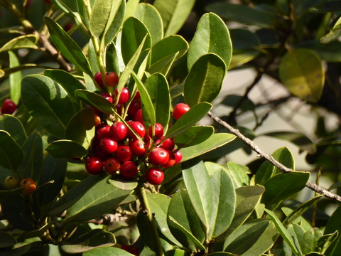 &nbsp;&nbsp;Gomera San sebastian Roque Columbus Gomera