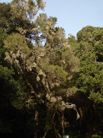 &nbsp;&nbsp;Gomera San sebastian Roque Columbus Gomera