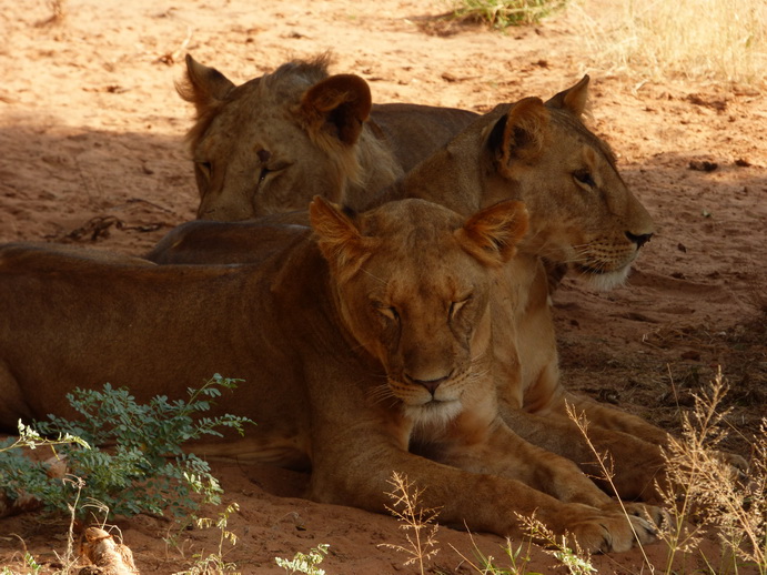 Samburu Nationalpark 3 simba in the Shadow