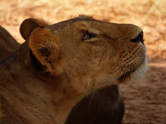 Samburu Nationalpark 3 simba in the Shadow