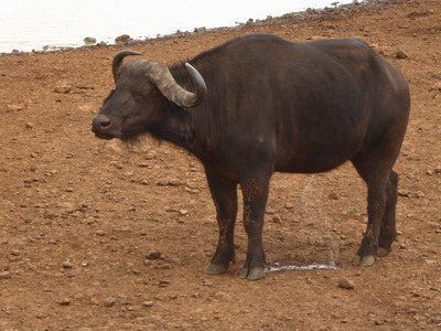 Buffalo The Ark in Kenia Aberdare National Park