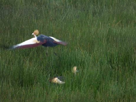 The Ark in Kenia Aberdare National Park Bushbock + Crowne Crane