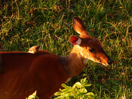 The Ark in Kenia Aberdare National Park Bushbock