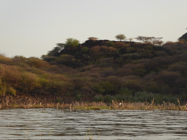 Fischeagle Tree Kenia Lake Baringo Island Camp Boatsafari
