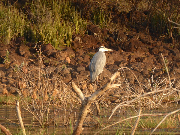 Kenia Lake Baringo Island Camp Boatsafari