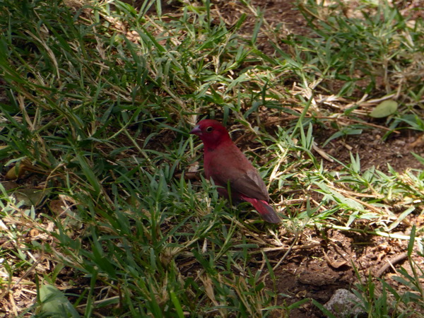 Kenia Lake Baringo Island Camp Blutfink