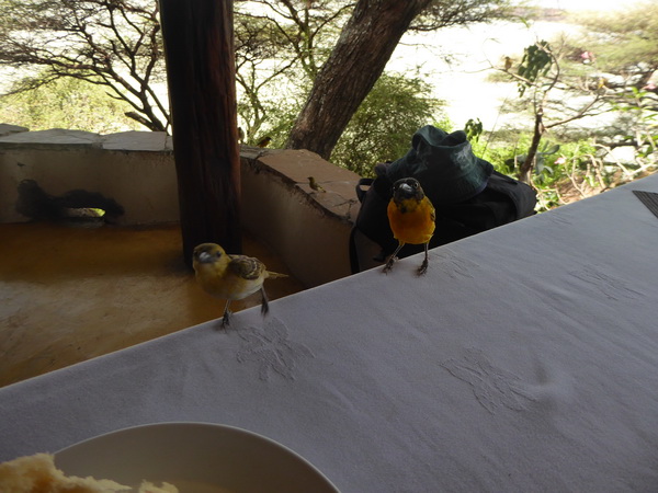  Kenia  Lake Baringo Island Camp Webervögel