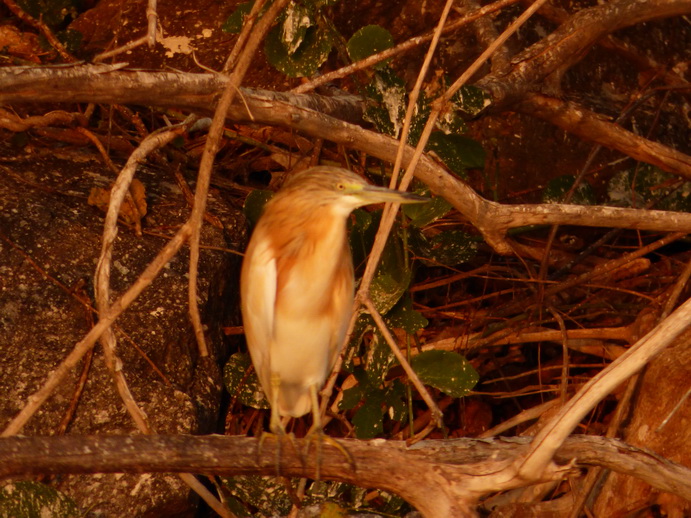 Kenia Lake Baringo Island Camp Sunrise 2 Cormorans