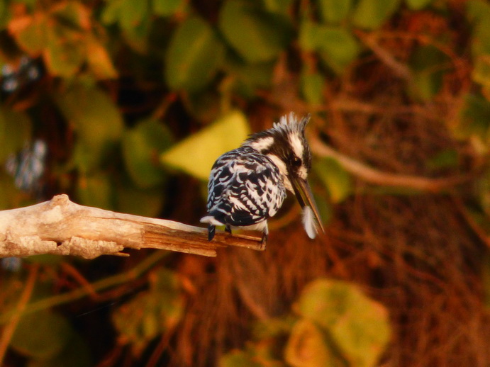 Kenia Lake Baringo Island Camp Sunrise Kingfisher with a litte Fisgh