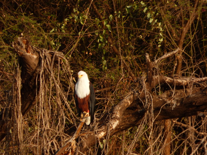 Kenia Lake Baringo Island Camp Fisheagel