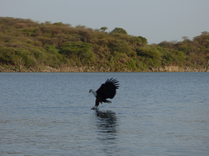 Kenia Lake Baringo Island Camp Fisheagel catching the Fish