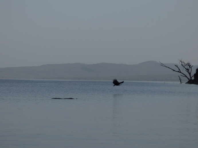 Kenia Lake Baringo Island Camp Fisheagel catching the Fish
