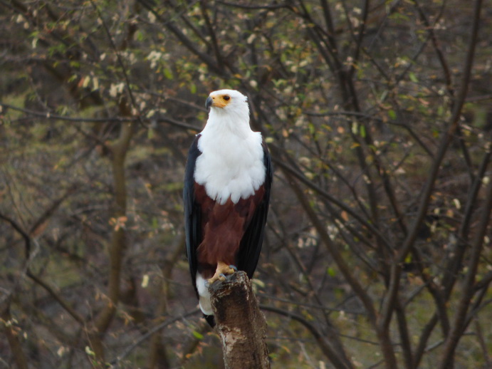 Kenia Lake Baringo Island Camp Fisheagel catching the Fish