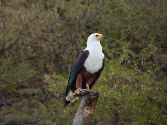 Kenia Lake Baringo Island Camp Fisheagel catching the Fish
