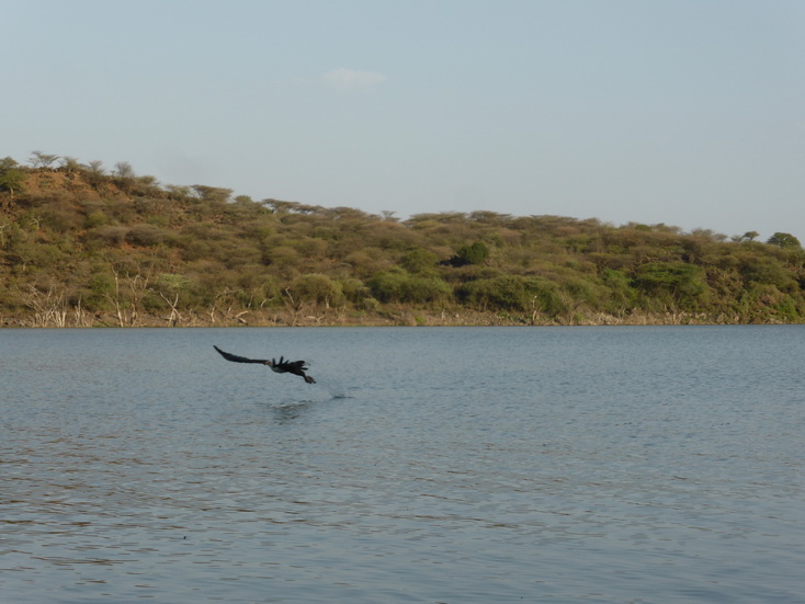 Kenia Lake Baringo Island Camp Fisheagel catching the Fish