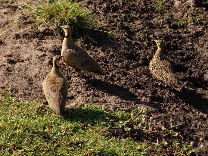 Masai Mara Frankolin