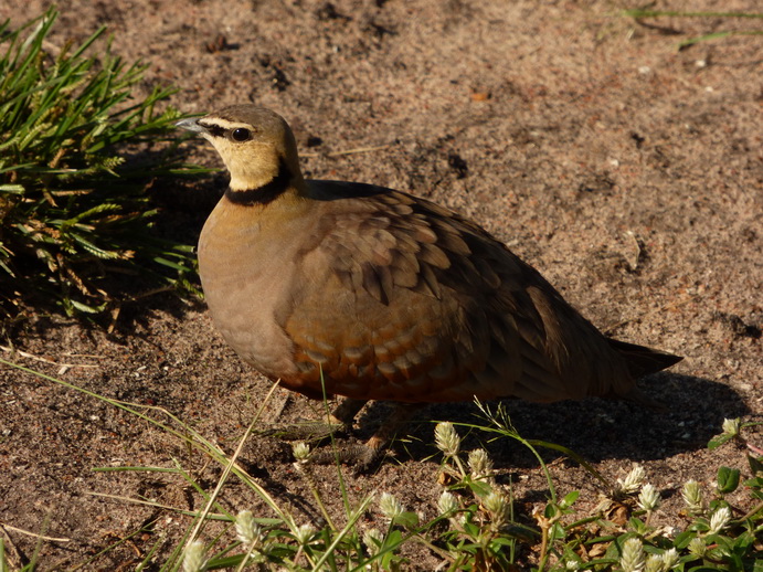 Masai Mara Frankolin