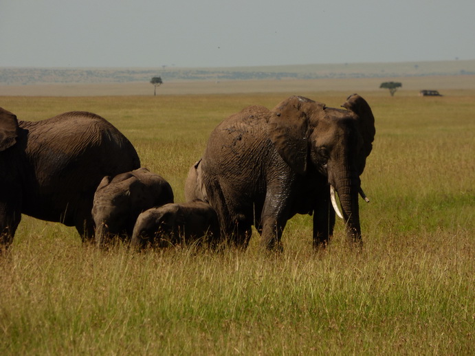 Masai Mara Tembo Kidogo kleiner ElefantMasai Mara Tembo Kidogo kleiner Elefant