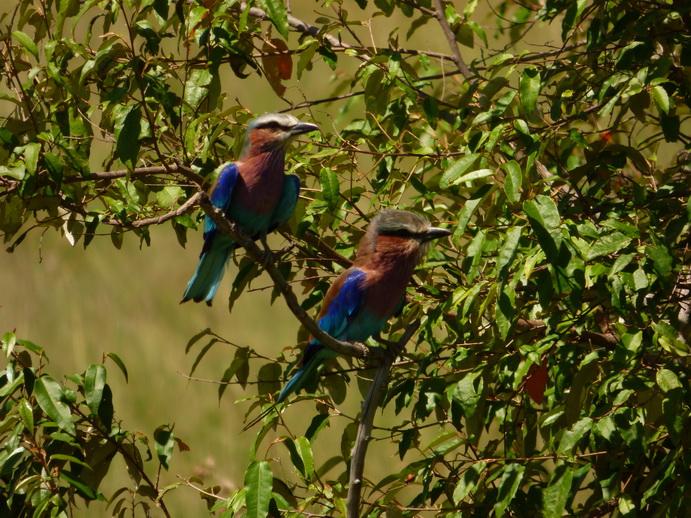 Masai Mara lilac Breasted RollerMasai Mara lilac Breasted Roller