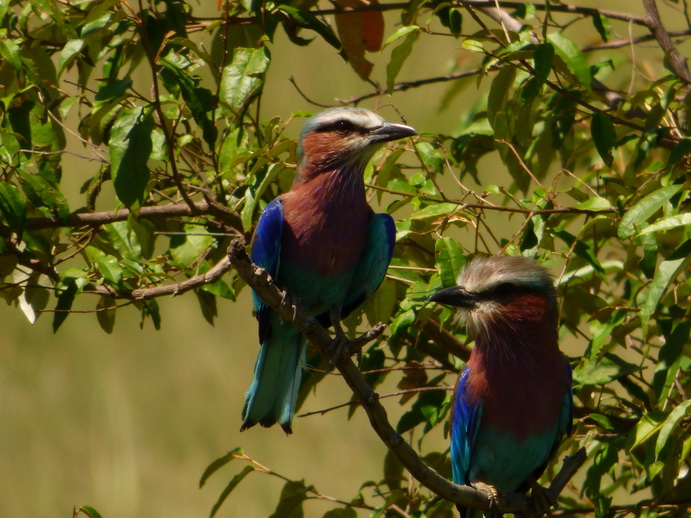 Masai Mara lilac Breasted RollerMasai Mara lilac Breasted Roller