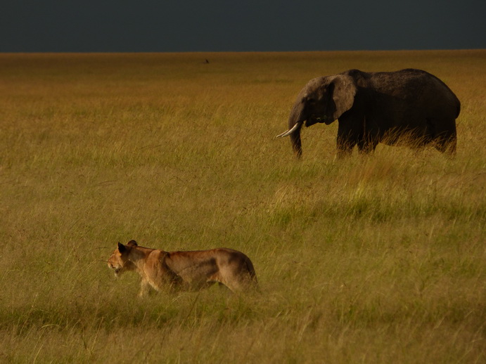 Masai Mara Tembo dogo kleiner Elefant