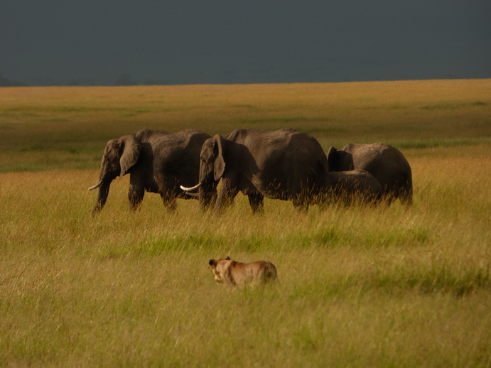 Masai Mara Tembo dogo kleiner Elefant