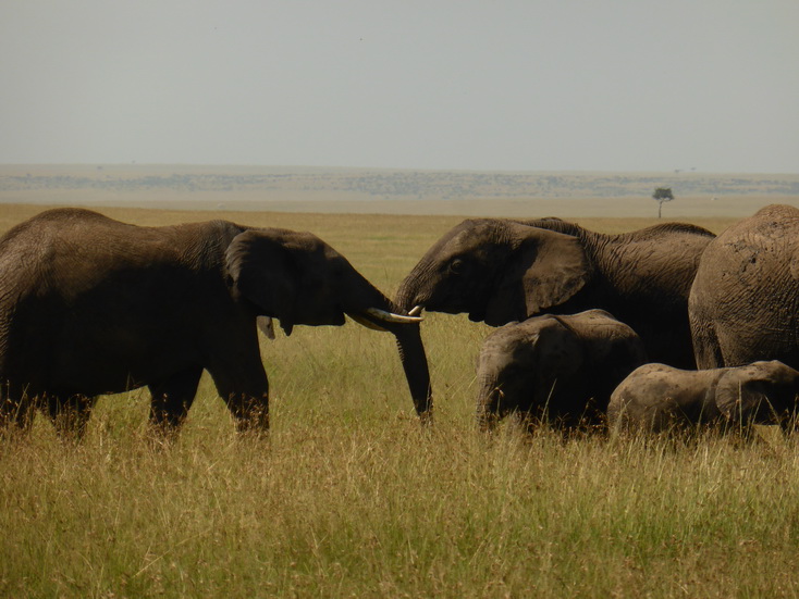Masai Mara Tembo dogo kleiner Elefant