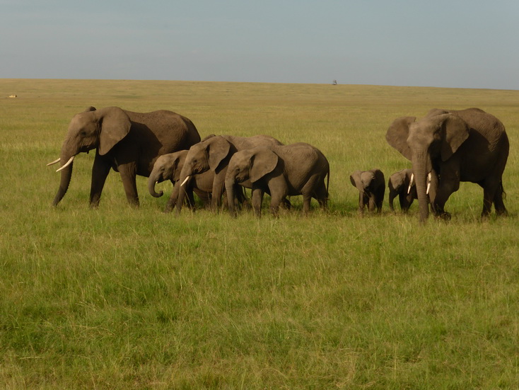 Masai Mara Tembo dogo kleiner Elefant