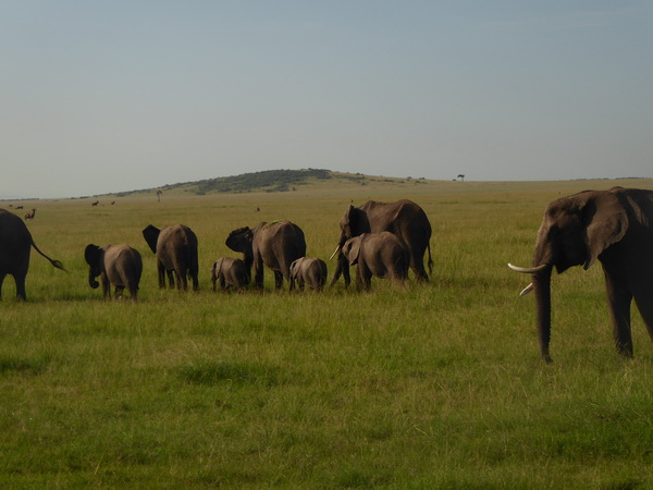 Masai Mara Tembo Kidogo kleiner Elefant