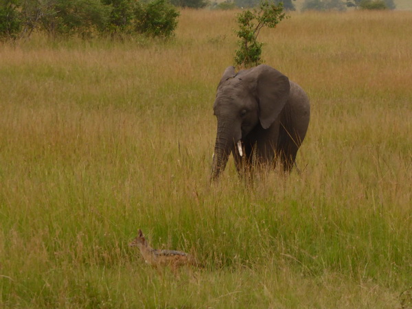 Masai Mara Tembo Kidogo kleiner ElefantMasai Mara Tembo Kidogo kleiner Elefant