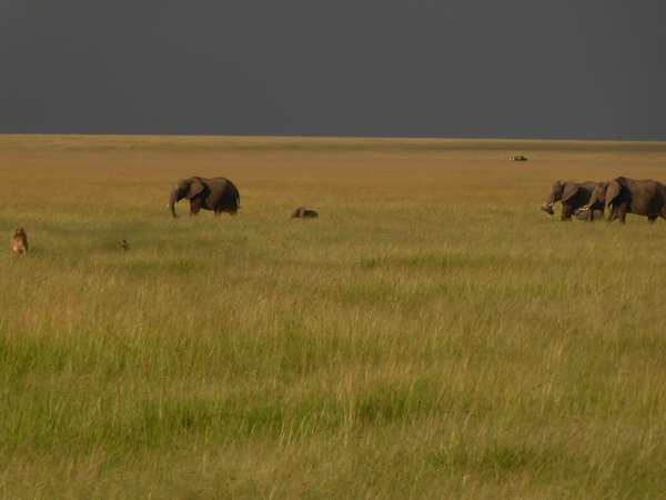 Masai Mara Tembo Kidogo kleiner Elefant