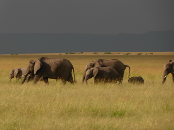 Masai Mara Tembo Kidogo kleiner Elefant