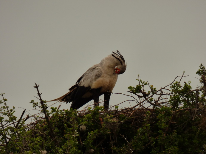 Masai Mara Sekretär Vogel