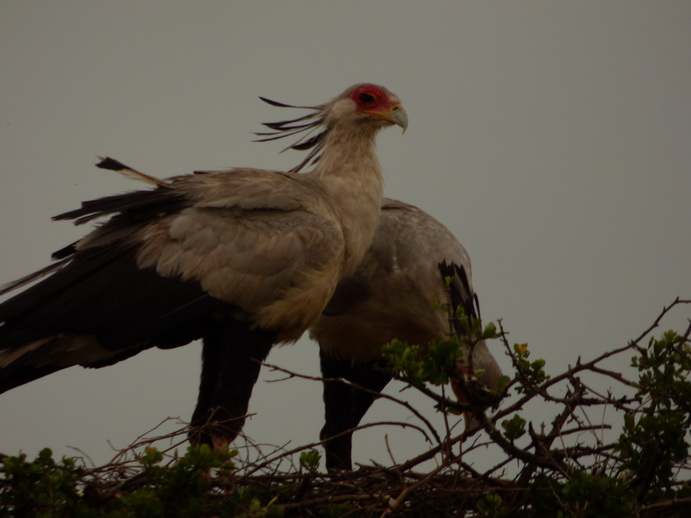 Masai Mara Sekretär Vogel