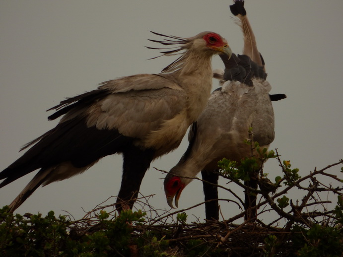 Masai Mara Sekretär Vogel