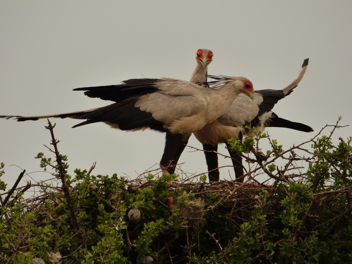 Masai Mara Sekretär Vogel
