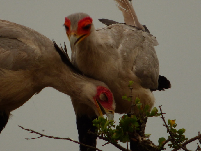Masai Mara Sekretär Vogel