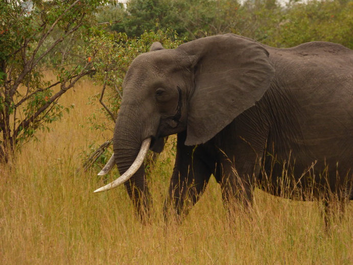 Masai Mara Tembo Kidogo kleiner Elefant