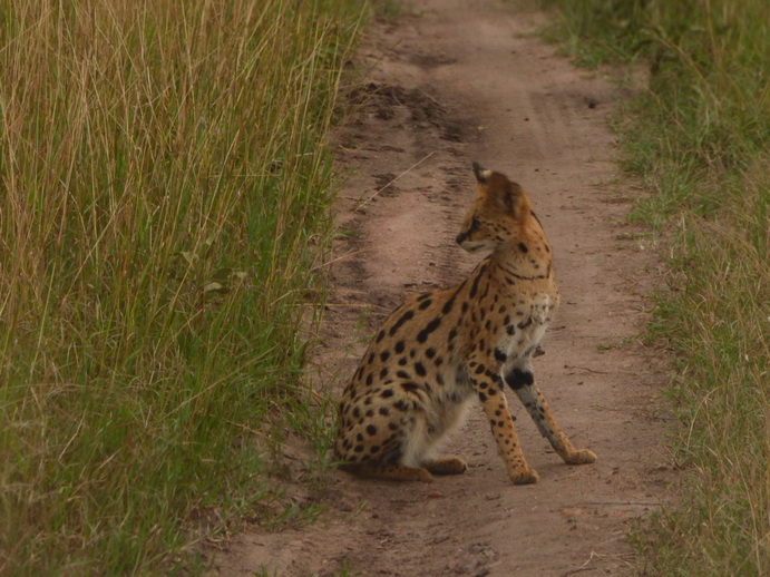 Masai Mara Serval Serval Masai Mara Serval cat