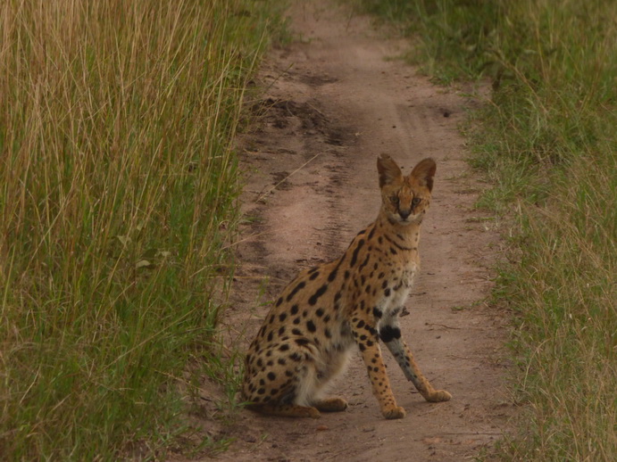 Masai Mara Serval Serval Masai Mara Serval cat