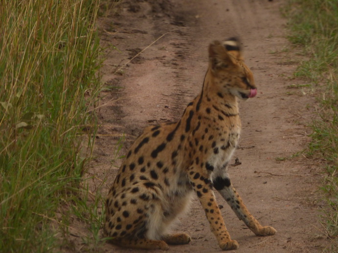 Masai Mara Serval Serval Masai Mara Serval cat