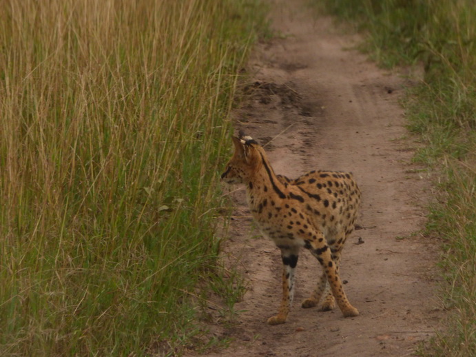 Masai Mara Serval Serval Masai Mara Serval cat