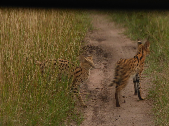Masai Mara Serval Serval Masai Mara Serval cat