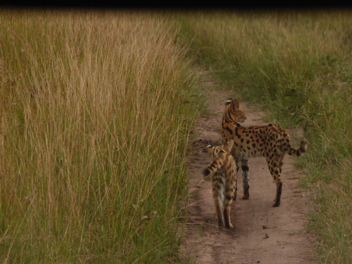 Masai Mara Serval Serval Masai Mara Serval cat