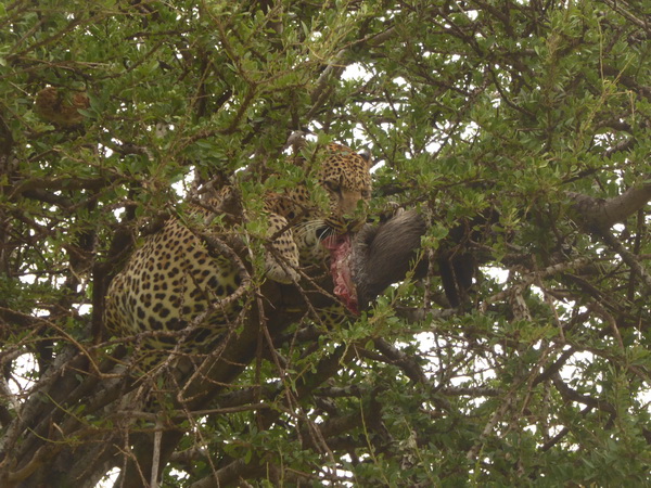   Masai Mara  Chui Leopard Lepard Masai Mara   Chui Leopard Lepard 