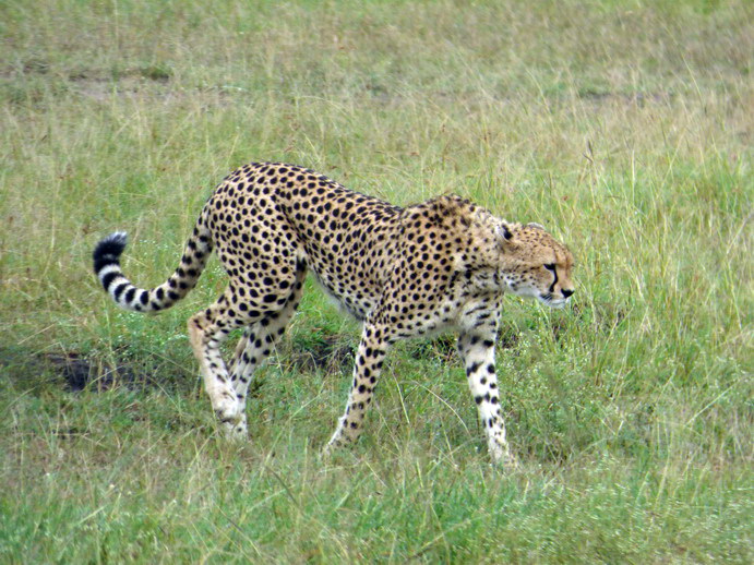 Masai Mara cheetah Gepard Masai Mara cheetah Gepard