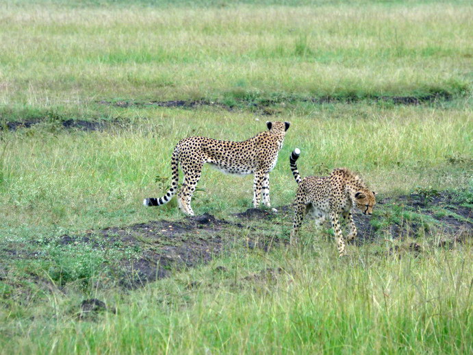 Masai Mara cheetah Gepard Masai Mara cheetah Gepard