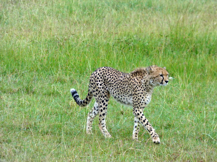 Masai Mara cheetah Gepard Masai Mara cheetah Gepard