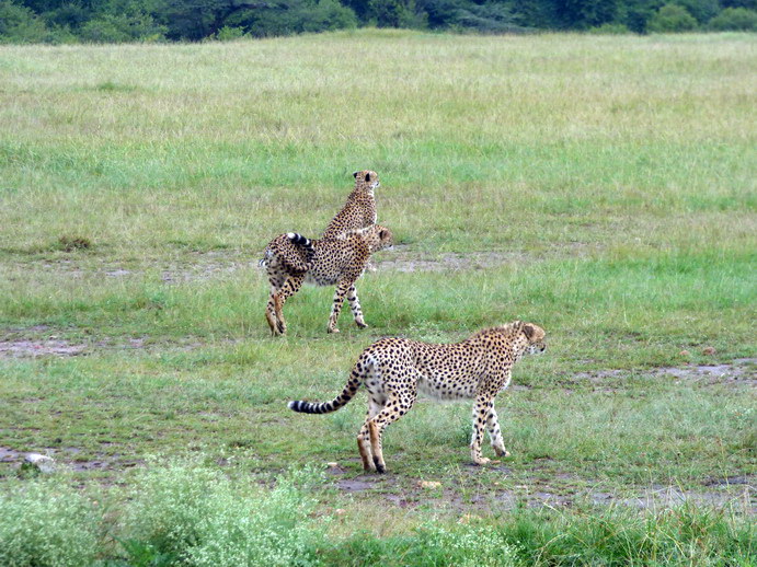Masai Mara cheetah Gepard Masai Mara cheetah Gepard