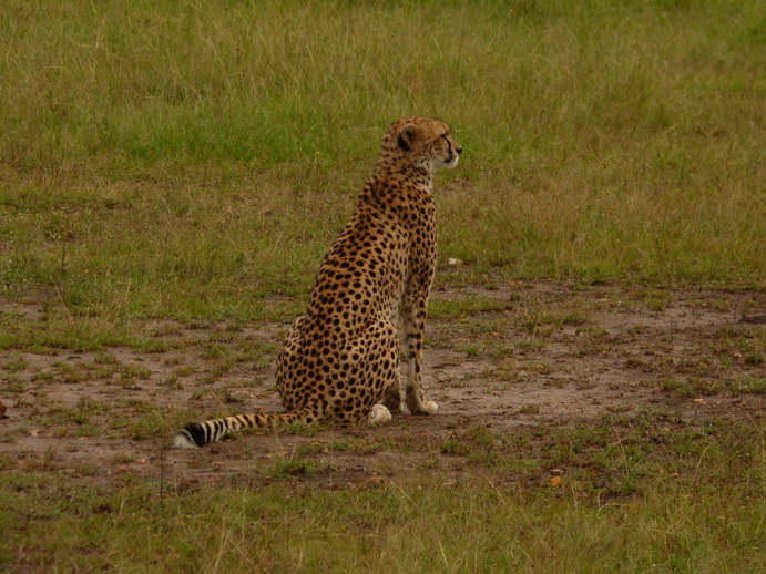 Masai Mara cheetah Gepard Masai Mara cheetah Gepard